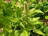 Spinach