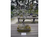 Acer pycnanthum