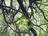 樟树