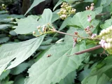 Callicarpa japonica