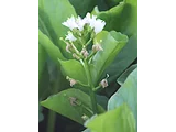 睡菜