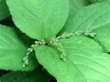 Laportea bulbifera