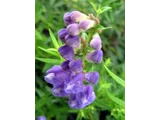 Scutellaria baicalensis