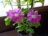 変化朝顔 '黄斑入蝉葉紅縞丸咲大輪'(千羽鶴)