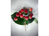 The red berries are a popular | Hypericum androsaemum