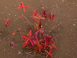 Hypericum monogynum