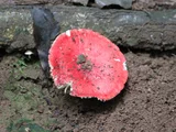 Amanita caesareoides