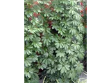 Schefflera