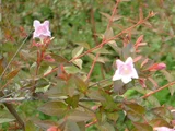 粉花六道木