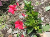 rocktrumpet