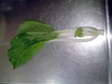 Pak Choi