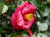 Camellia Akashigata