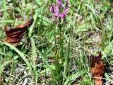 Spiranthes sinensis