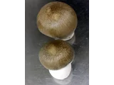 玉蕈离褶伞