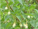 Styrax japonic