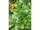 Ilex cornuta