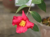 山茶花 ’笹田紅"