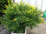 Cytisus racemosus