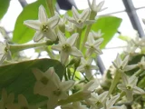 Cestrum nocturnum