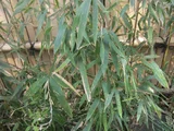 Black bamboo