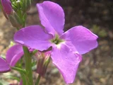 ストック