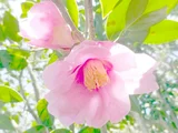 侘助椿 太郎冠者