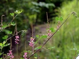 Indigofera bungeana