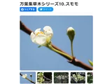 スモモ
