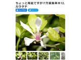 Trifoliate orange