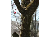 梅花 '佐橋紅'