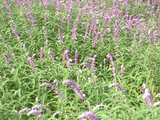 Salvia leucantha
