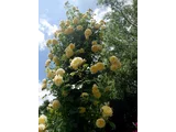 バラ 'ザ・ピルグリム'