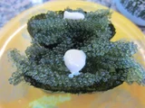 Caulerpa lentillifera
