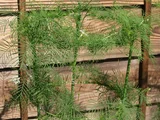 Cypress Vine
