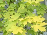 Acer platanoides