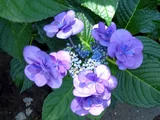 H.m. "Posy bouquet Kacy"
