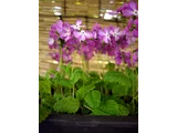 Primrose 'Sasanaki'