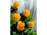 Safflower