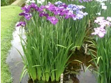 花菖蒲 ’大神楽’