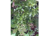 Pyracantha