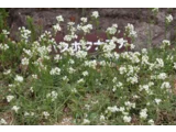 キタダケナズナ