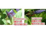 ヒメツルニチニチソウ