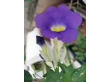 老鸦咀