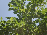 Styrax japonic