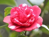 山茶花 '小杂七杂八 '