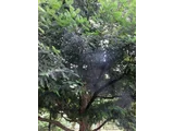 Japanese torreya