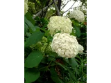西洋紫陽花 アナベル