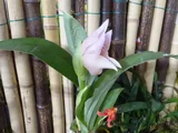 郁金香兰