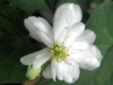 八重鱼腥草