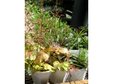 Astilbe simplicifolia